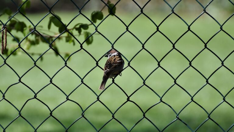 bird sitting on wire rural fence